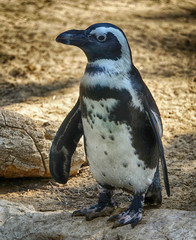 penguin on rock