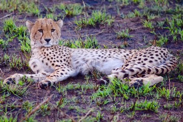 Cheetah cub laying  in grass