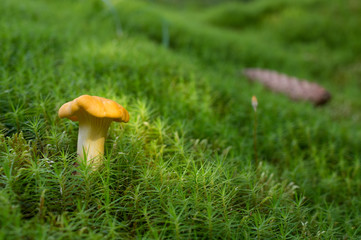 Chanterelle, Edible Mushroom, Food, Raw Food, Vegetable