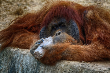 monkey