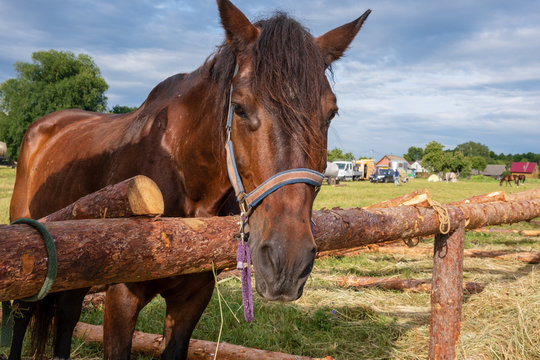 Photo of a horse in nature on a farm in the summer on a sunny day. Horse eats hay.