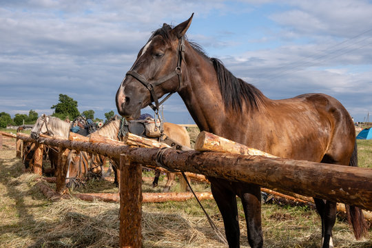 Photo of a horse in nature on a farm in the summer on a sunny day. Horse eats hay.