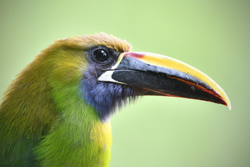 Emerald toucanet portrait