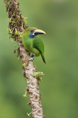 Emerald toucanet  on tree branch