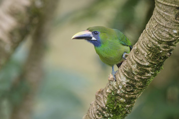 Emerald toucanet  on tree branch