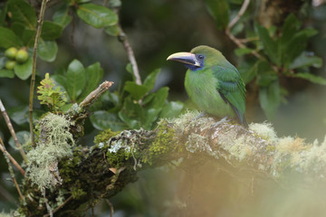 Emerald toucanet  on tree branch