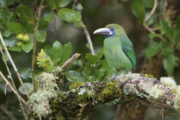 Emerald toucanet on tree branch