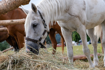 Photo of a horse in nature on a farm in the summer on a sunny day. Horse eats hay.