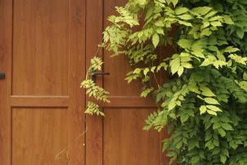 Modern House Entrance Overhanging Leaves Trees