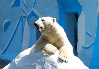 Fototapeta na wymiar Polar bear lying on a rock in a zoo