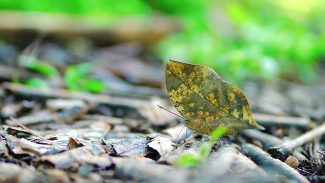 Close up butterfly  like as leaf