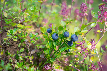 Wild Blueberry, Organic, Forest, Healty Food, Nature