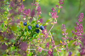 Wild Blueberry, Organic, Forest, Healty Food, Nature