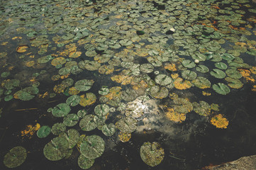 Dark green leaves tropical foliage plant growing in the water. top view - in dark tone. Floral background. Natural background. Surface of water covered with leaves of water lilies and marigolds.