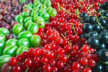 Black and Red Currant Berries, Green and Red Gooseberries. Organic Background.