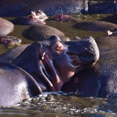 Hippo buddies
