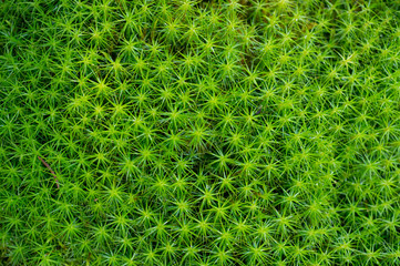 Moss, texture , forest, close-up, nature, green