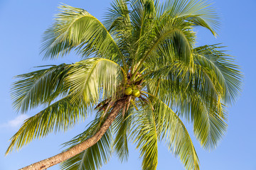 Fototapeta premium Green leaves of coconut palm tree against the blue sky. Nature travel concept