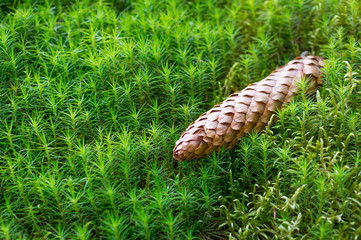Moss, texture , forest, close-up, nature, green