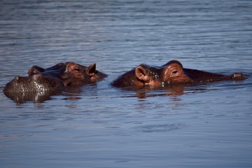 Fototapeta premium Hippos breaching