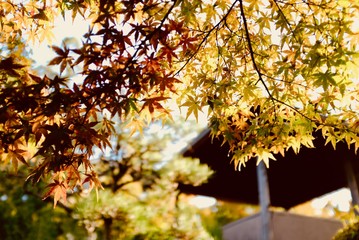 秋の葉