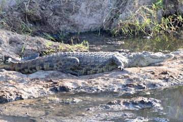 Crocodile on rocks