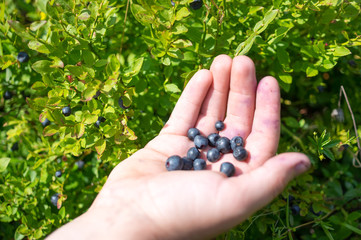 Harvesting Blueberry , human hand, forest, nature, Healty, Antioxidant
