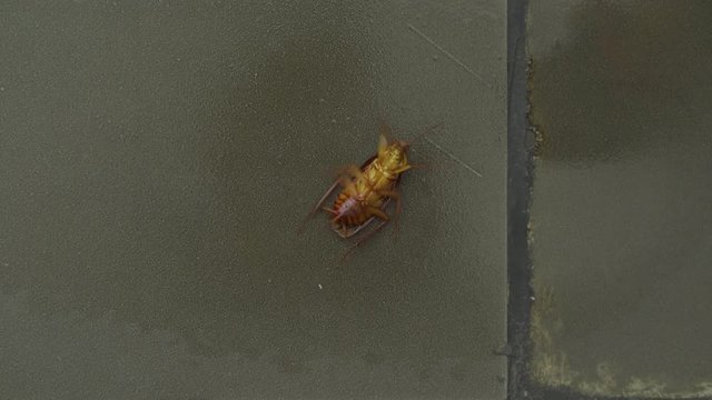 Hand using insecticide spray to kill a cockroach on the floor at home. Shot in 4k resolution