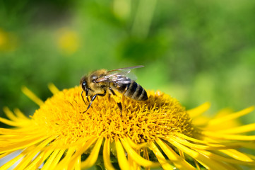 Honeybee, harvesting, flower, polen, healty