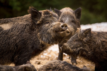 Wild boars in the forest in the mud