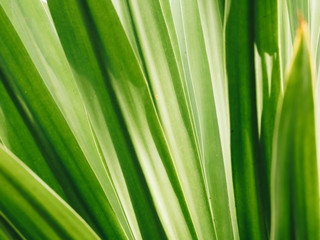 green leaves texture nature background