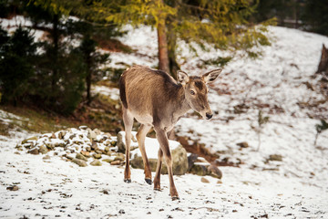 Deer calf in winter forest