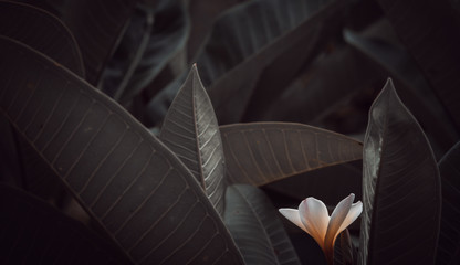 Plumeria with leaves in tree vintage tone,cinematic color