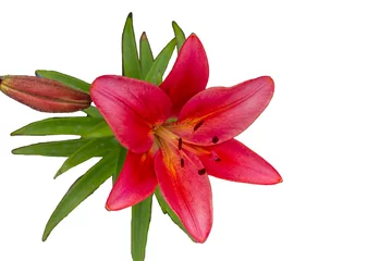 Gordijnen bloementuin, zomer. Lily. Bolvormige plant met een rechte stengel en grote prachtige bloemen in de vorm van een bel. Lily is een geslacht of een kruidachtige bloeiende plant, © buk8888
