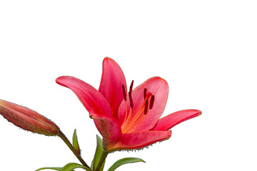 bloementuin, zomer. Lily. Bolvormige plant met een rechte stengel en grote prachtige bloemen in de...