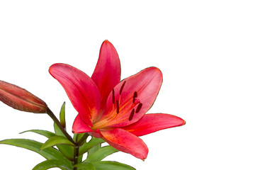 Pink lily isolated on white background