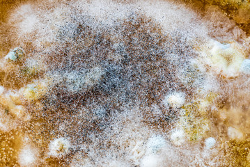 Mold on food, closeup for texture