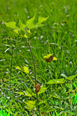 green grass with insects