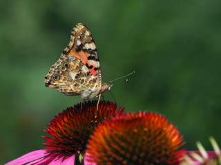 Distelfalter auf echinacea purpurea