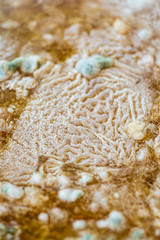 Mold on food, closeup for texture