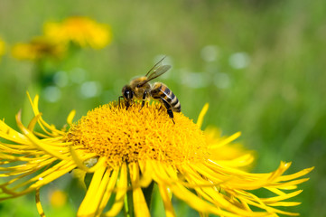 Honeybee, harvesting, flower, polen, healty.
