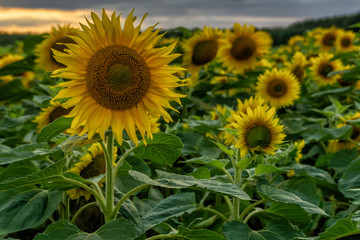 Sonnenblumen Feld Langzeitbelichtung // Sunflower field longtimeexposure