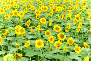 Sunflowe field