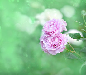 Pink rose flowers with green nature blurred background. roses blossom floral abstract backdrop. love confession greeting concept design. soft selective focus