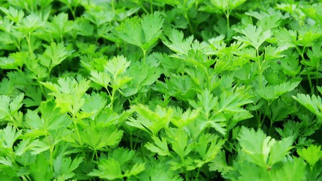 Green parsley grows in the garden.