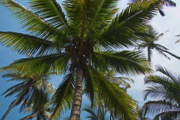 Fototapeta na wymiar Coconut palm at the trail to Cabo San Juan in Tayrona NP in Colombia