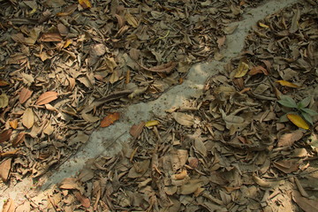 Path of leaf-cutting ants in Tayrona NP in Colombia
