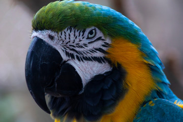 Beautiful macaw native to Central America