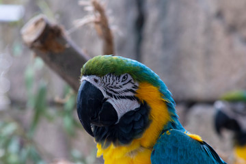colorful native macaw to Central America