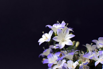 Naklejka na ściany i meble Violet and white blooming 'Campanula' Bell Flower ' on dark black background